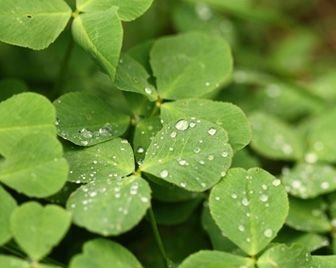 Коровы, питающиеся клевером, дают самое полезное молоко