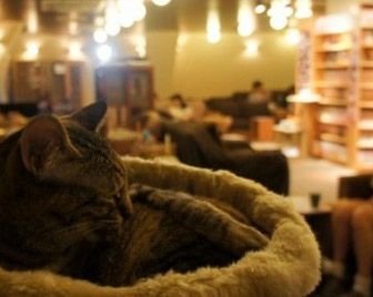 Парижское кафе предлагает провести время с кошками