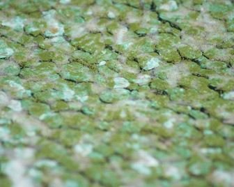 Водоросли спасут от похмелья