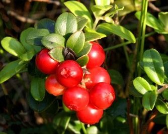 Брусника может предотвратить появление лишнего веса