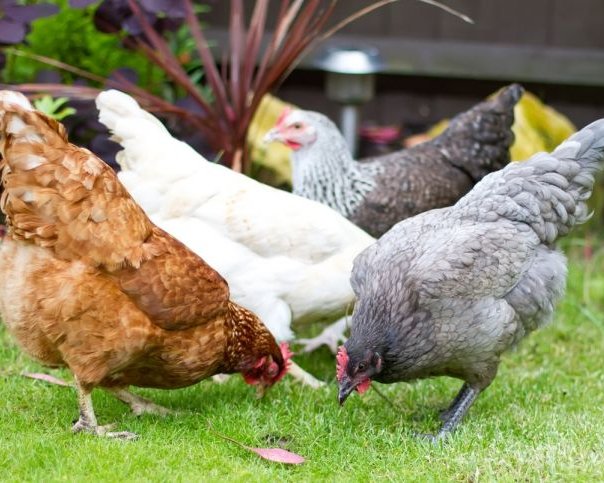 Куры в прокат за 250 долларов