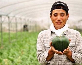 В Японии вырастили арбузы в форме сердца